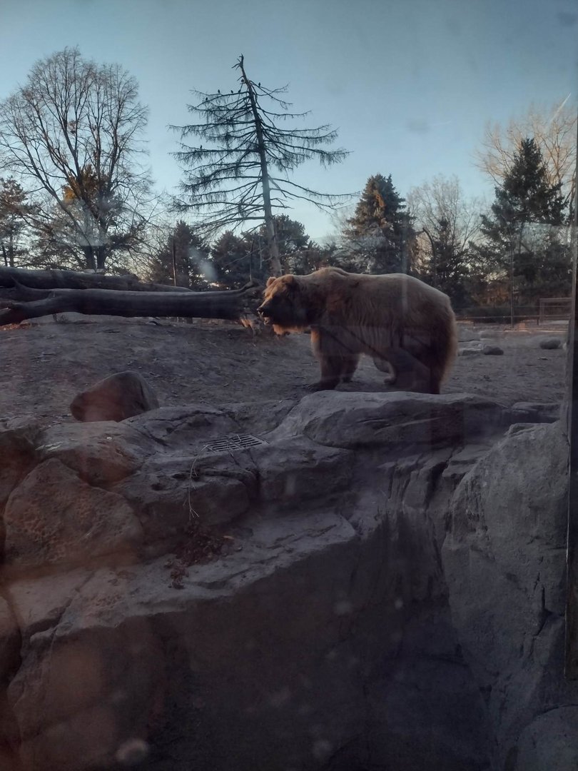 Fortress of the Bears- Brown Bear