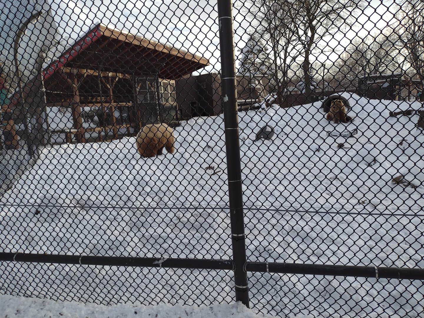 Fortress of the Bears- Brown Bears