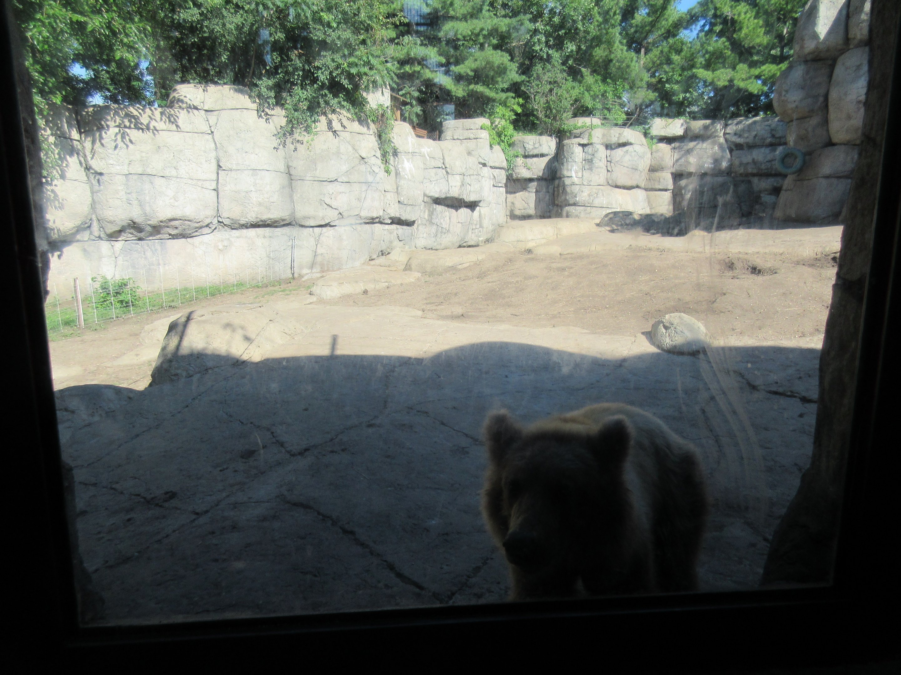 Fortress of the Bears: Grizzlies (older, mock-rock enclosure)