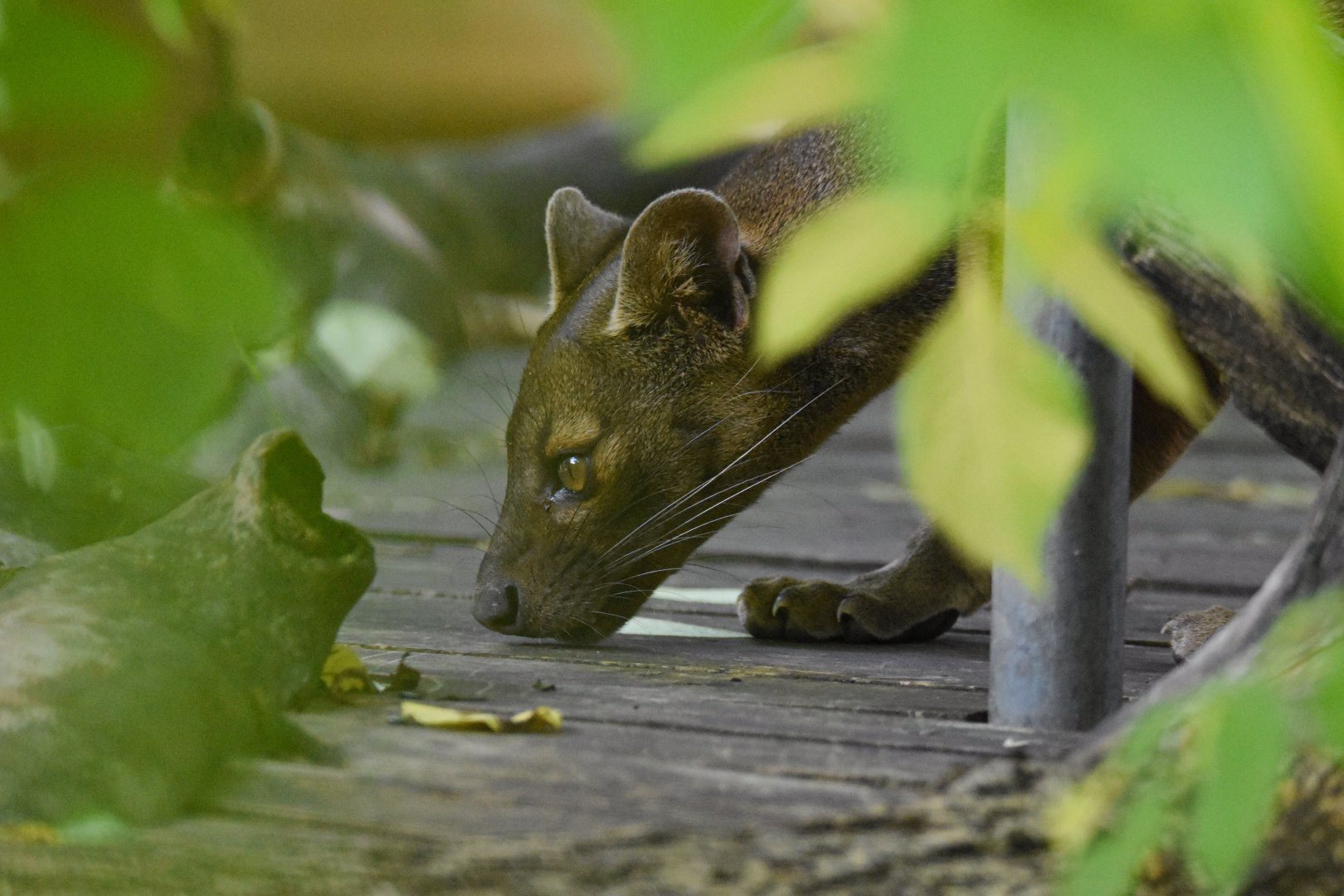 Fosa (Cryptoprocta ferox) - Bioparc de Genève