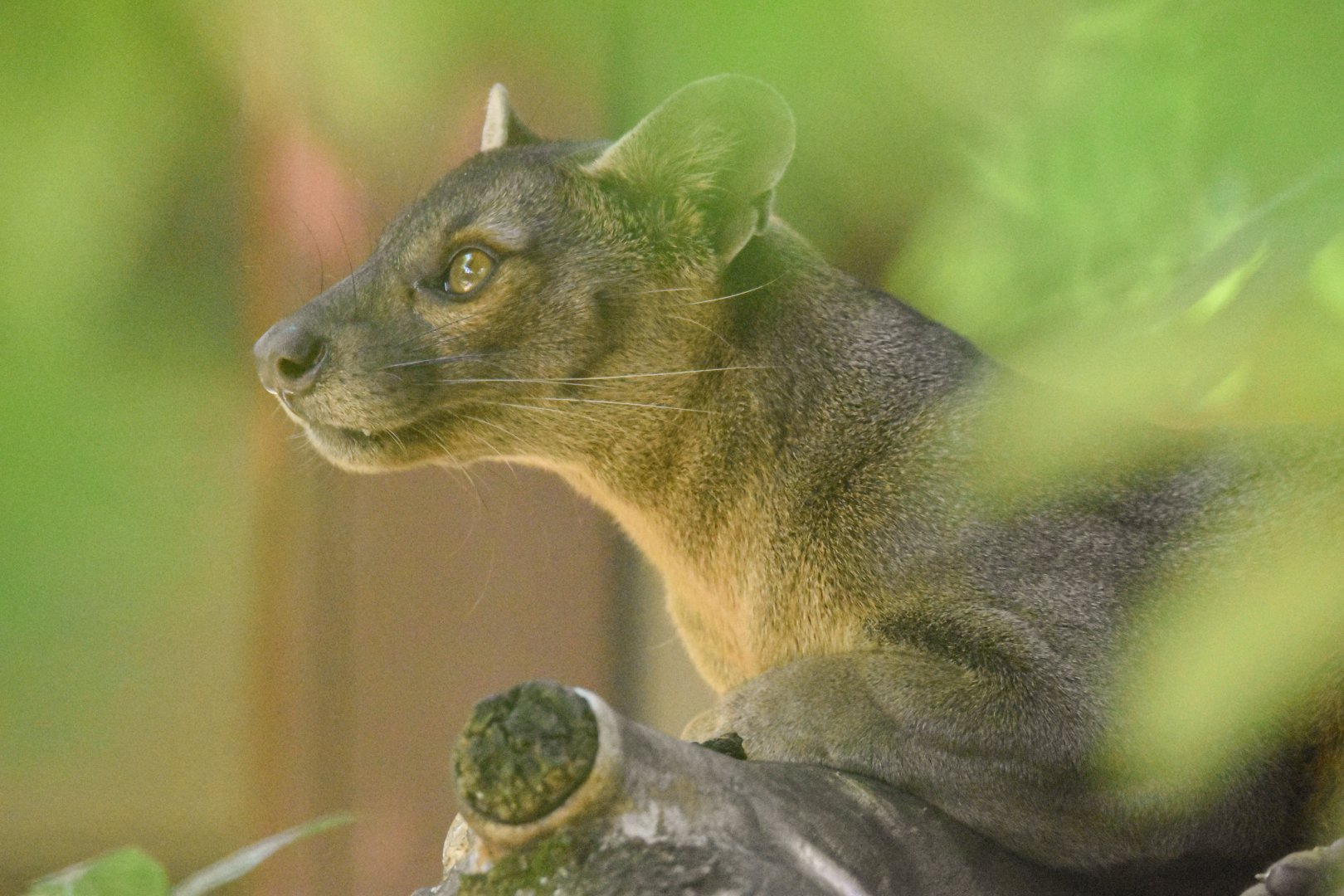 Fosa (Cryptoprocta ferox) - Bioparc de Genève