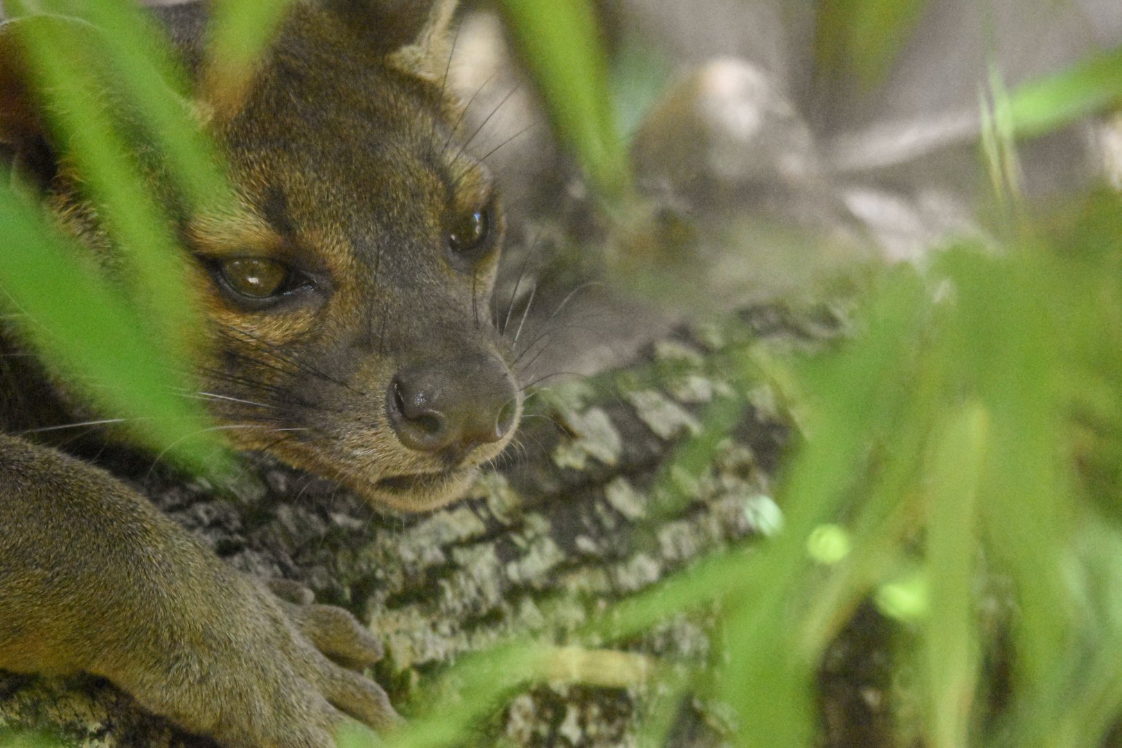 Fosa (Cryptoprocta ferox) - Bioparc de Genève