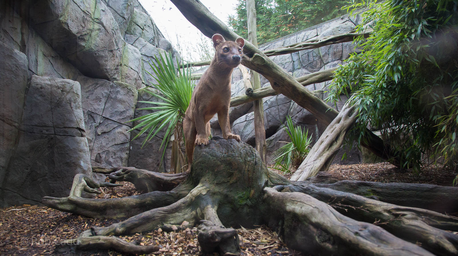 Fosa / fossa (and enclosure) : RSCC : 12 Oct 2014
