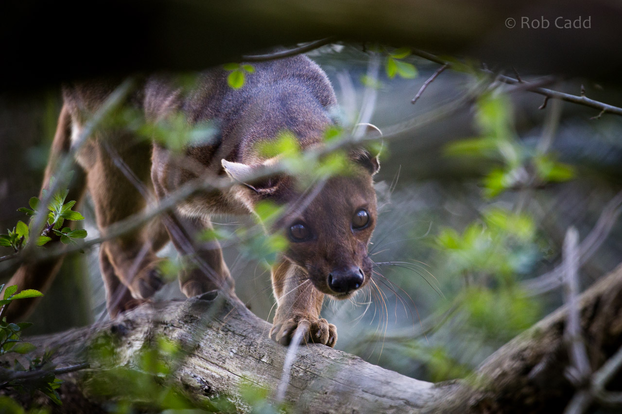 Fosa / fossa : Port Lympne : 31 Mar 2015