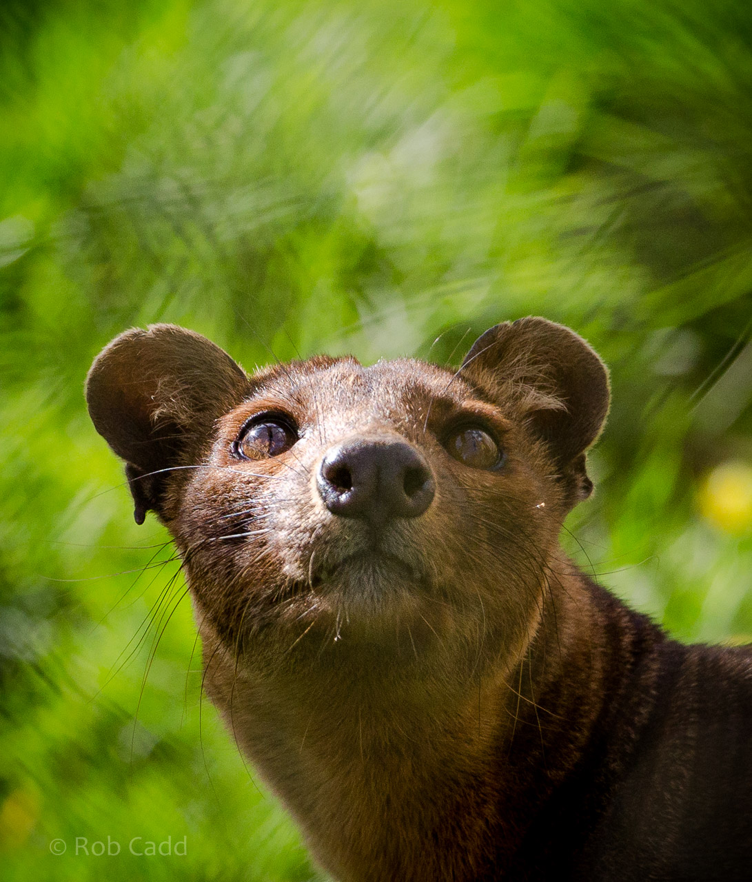 Fosa / fossa : Port Lympne : 31 Mar 2015
