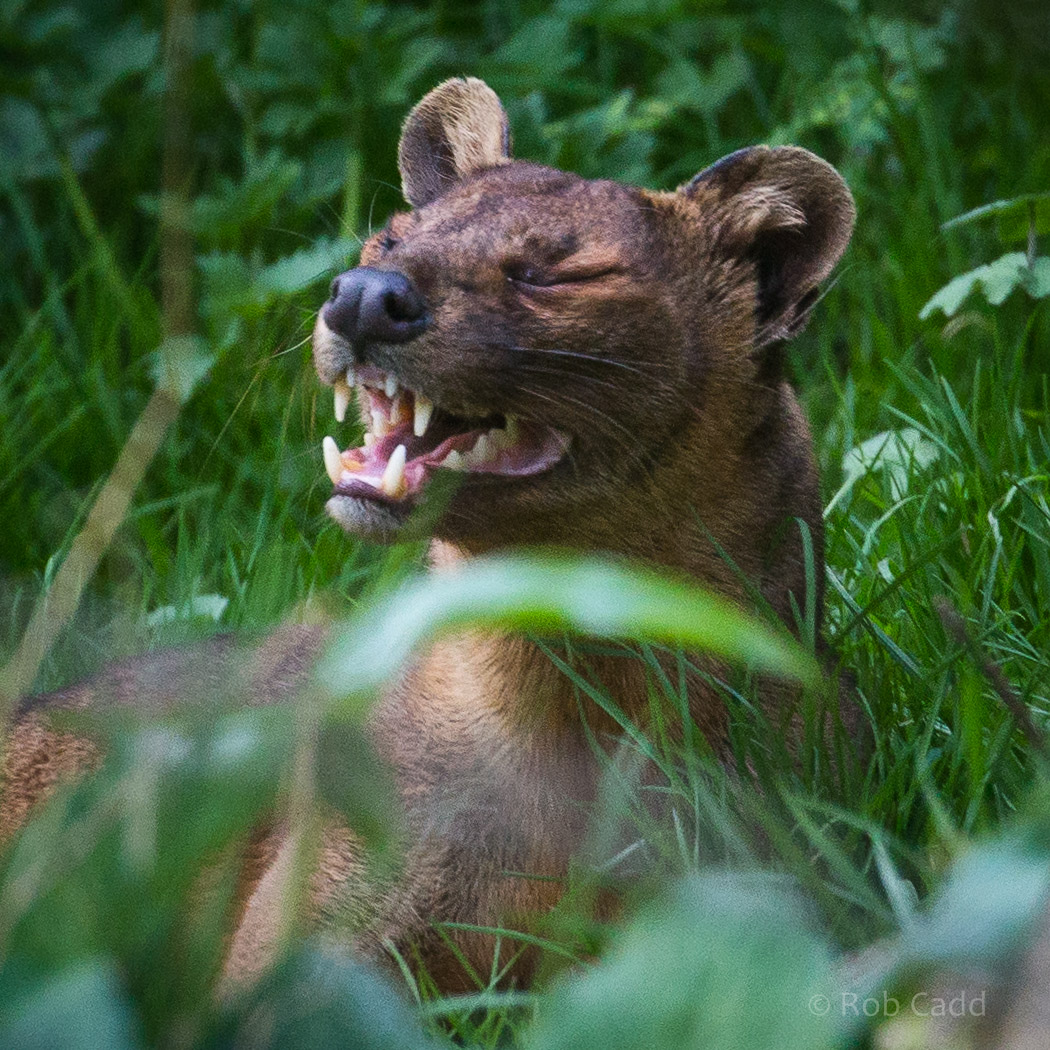 Fosa / fossa : Port Lympne : 31 Mar 2015