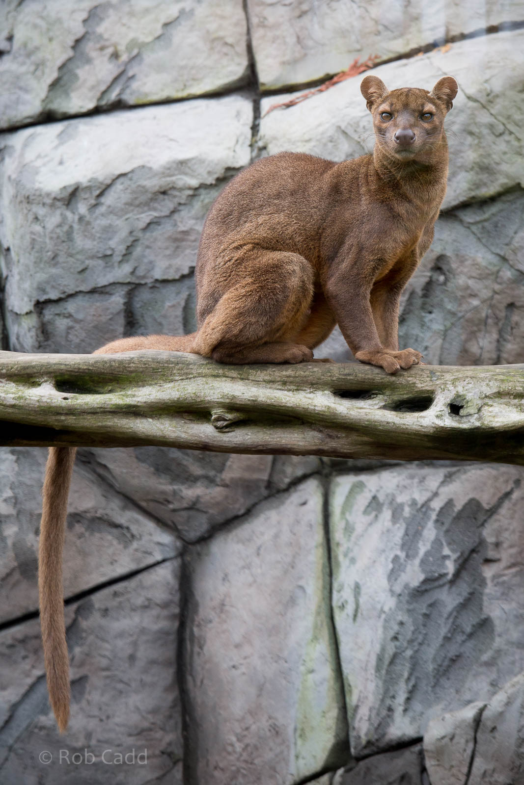 Fosa / fossa : RSCC : 12 Oct 2014