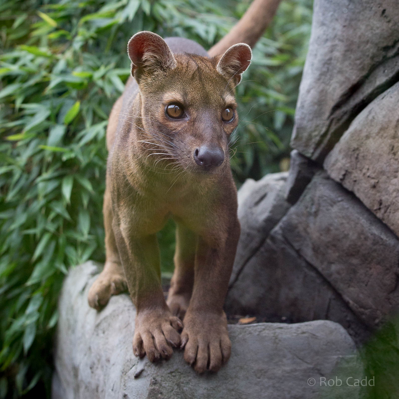 Fosa / fossa : RSCC : 12 Oct 2014