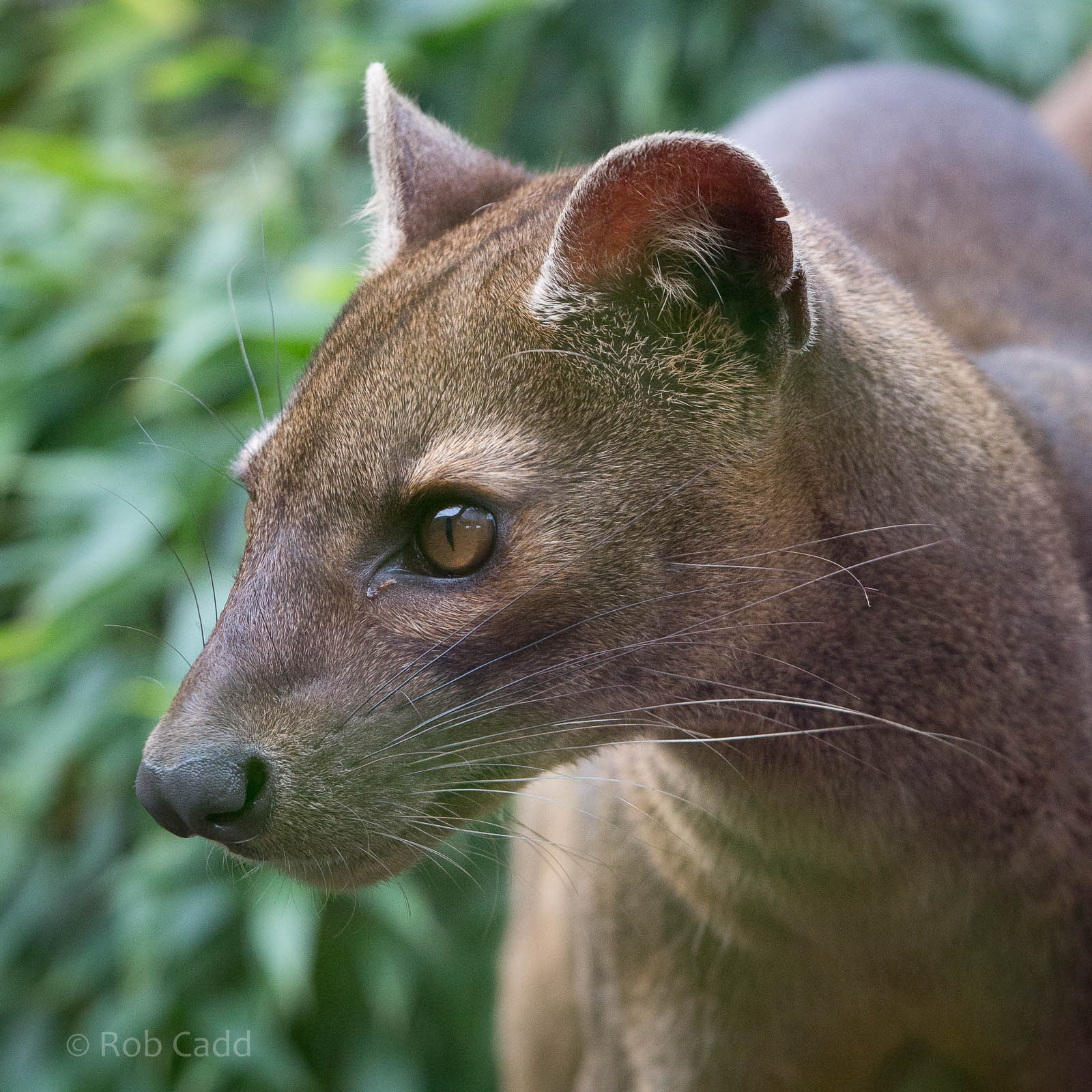 Fosa / fossa : RSCC : 12 Oct 2014
