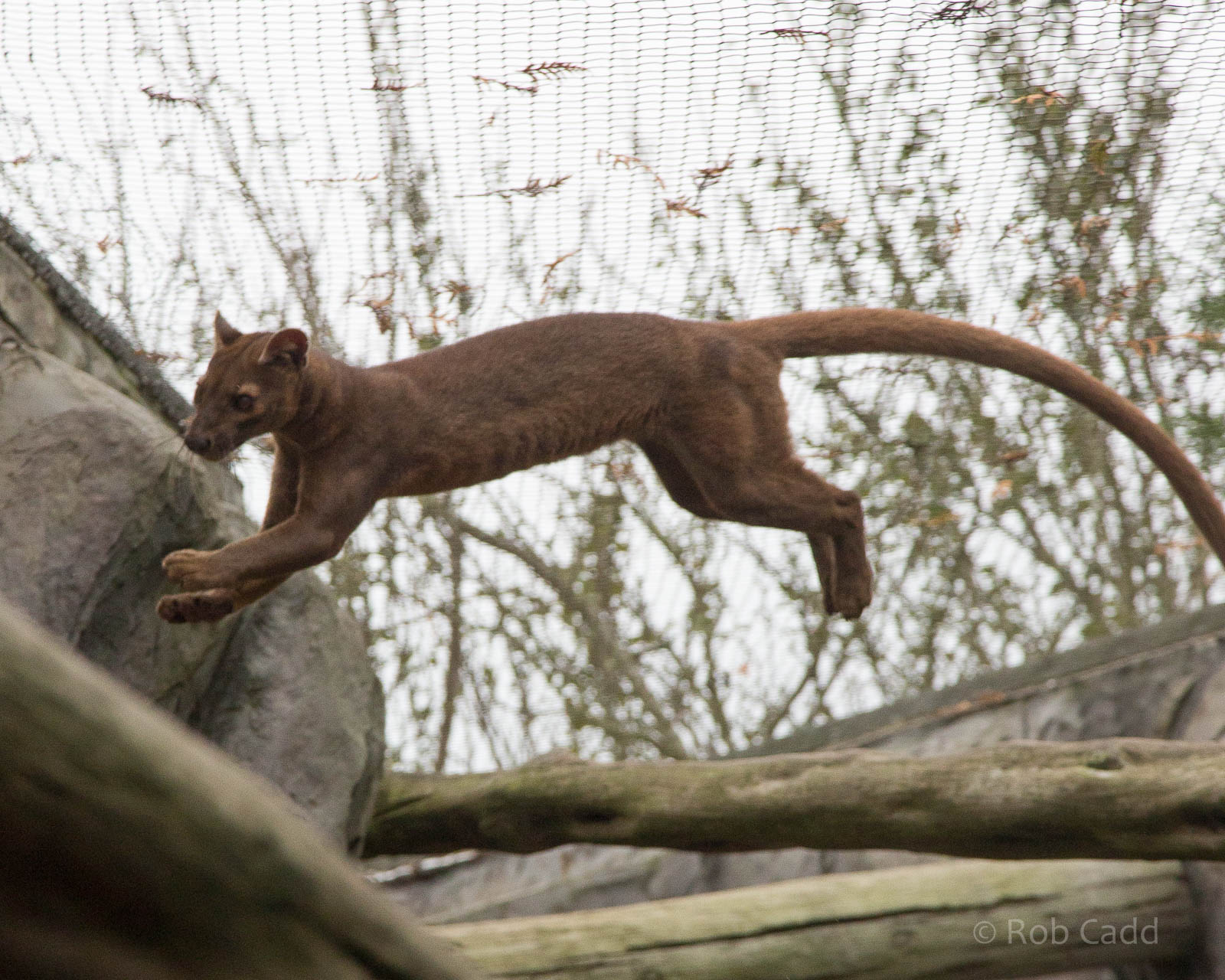 Fosa / fossa : RSCC : 12 Oct 2014