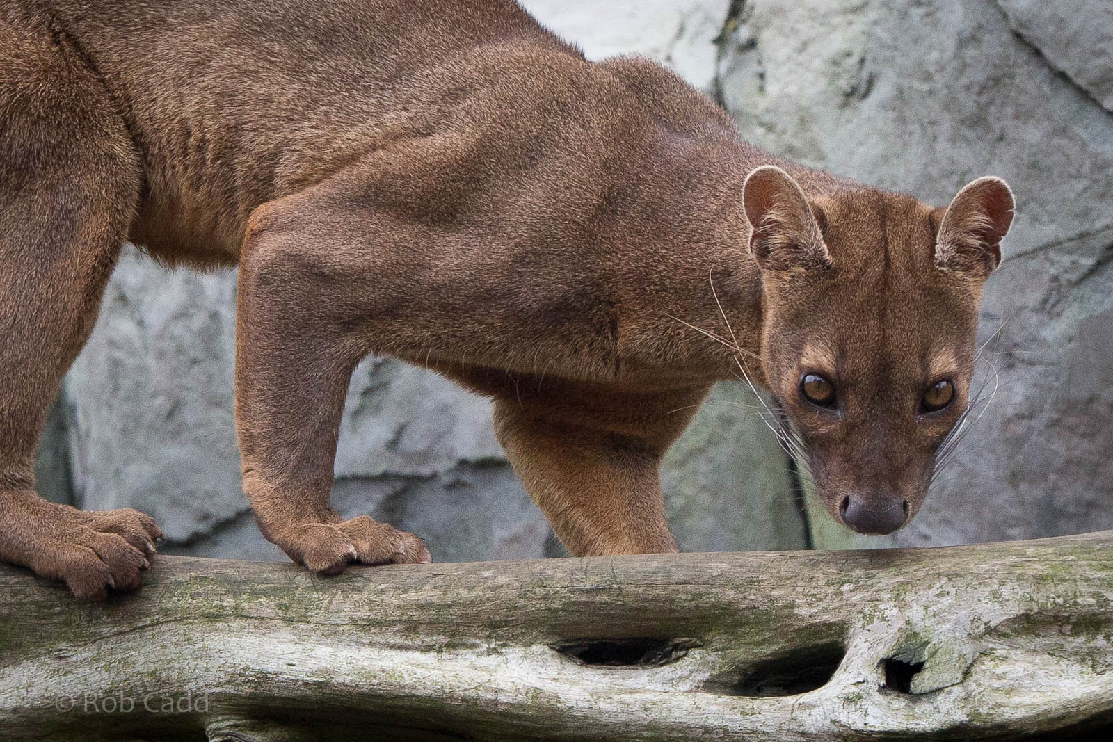 Fosa / fossa : RSCC : 12 Oct 2014