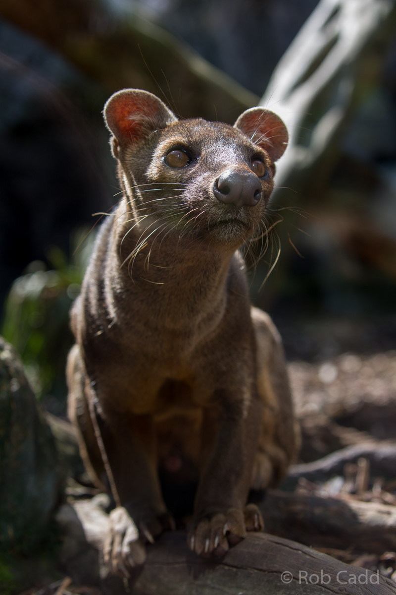 Fosa / fossa : RSCC : 28 Aug 2015