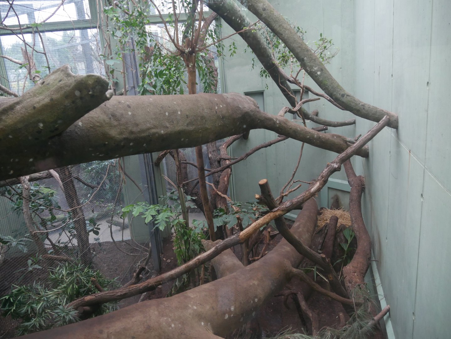 Fosa indoor enclosure (January 2019)