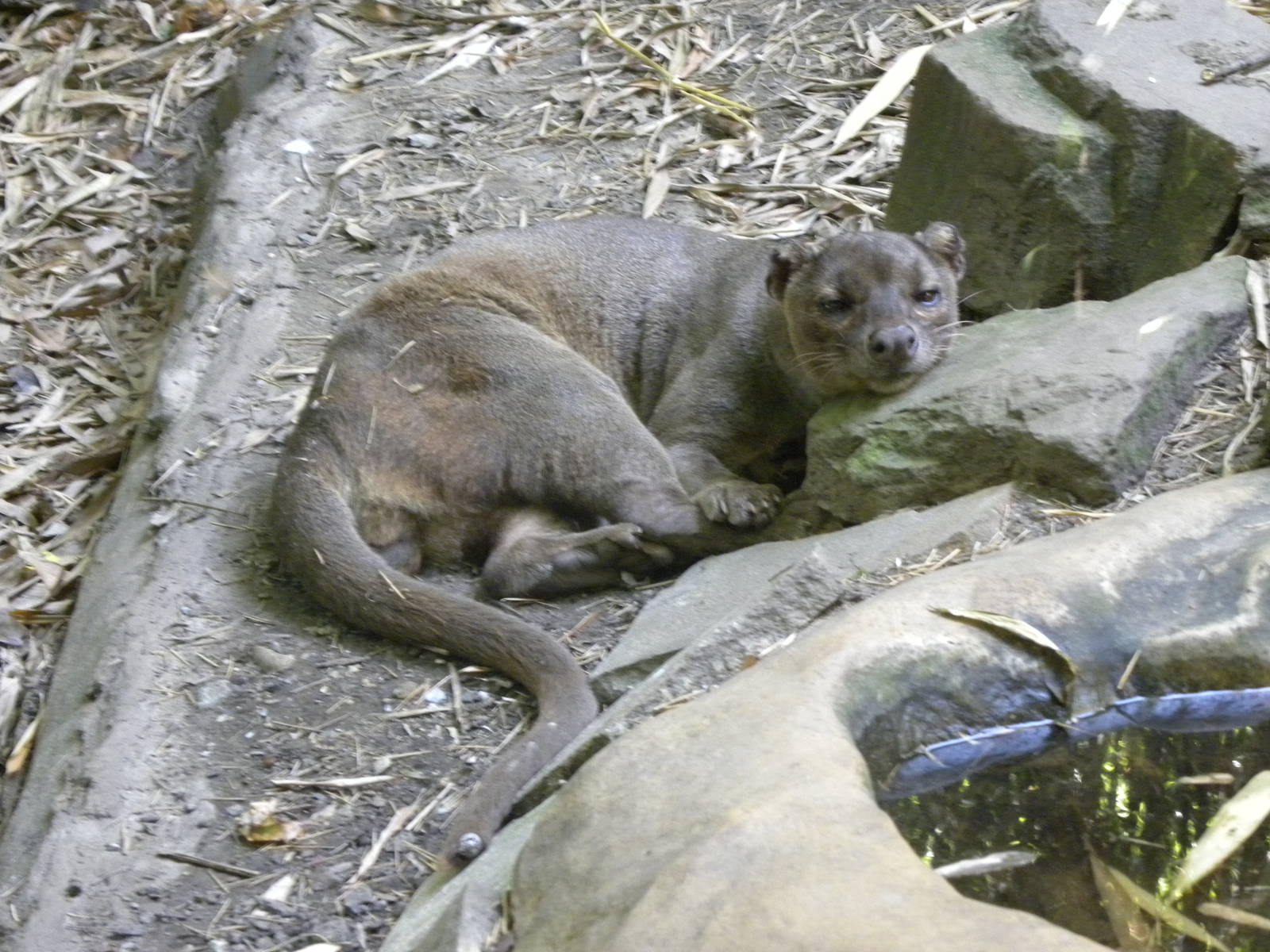 Fosa