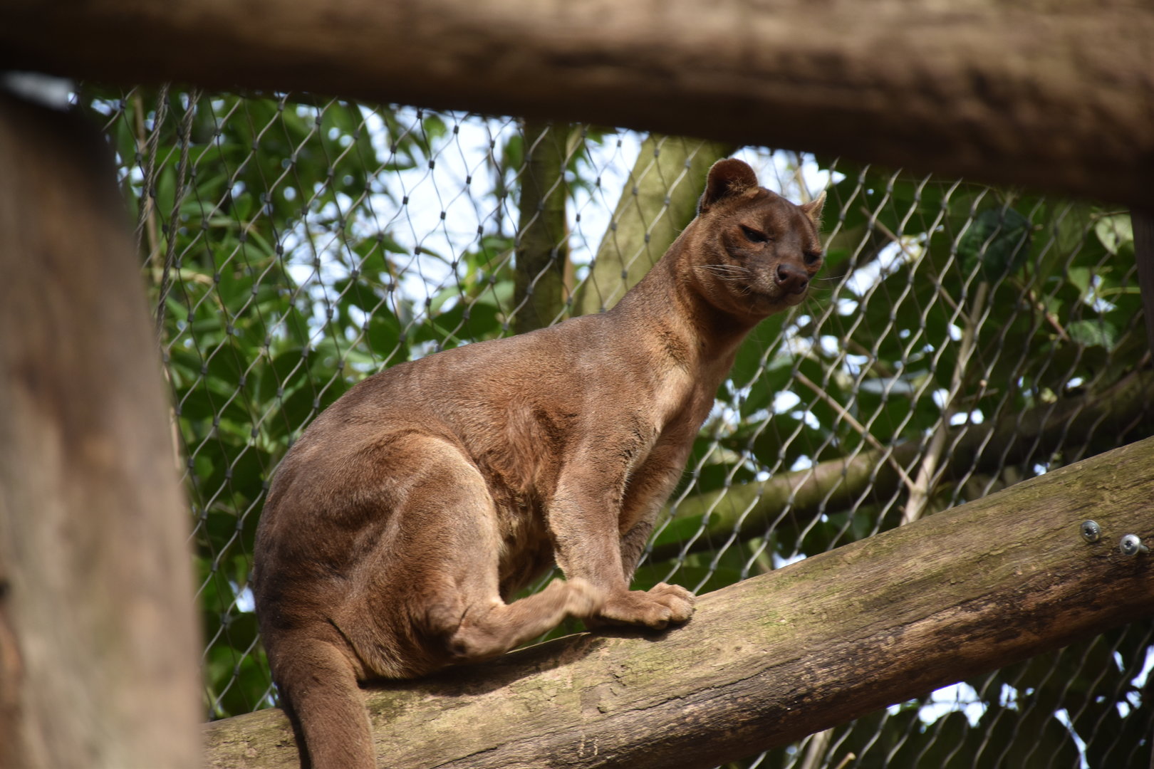 Fosa