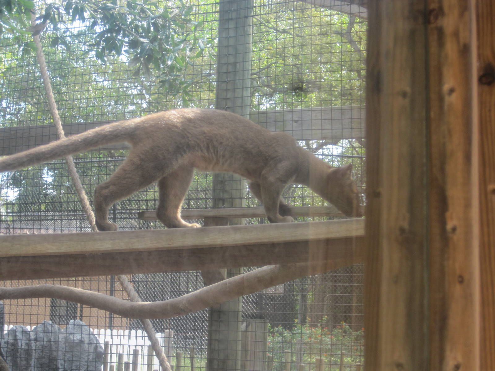 Fosas of Madagascar- Fossa Cub