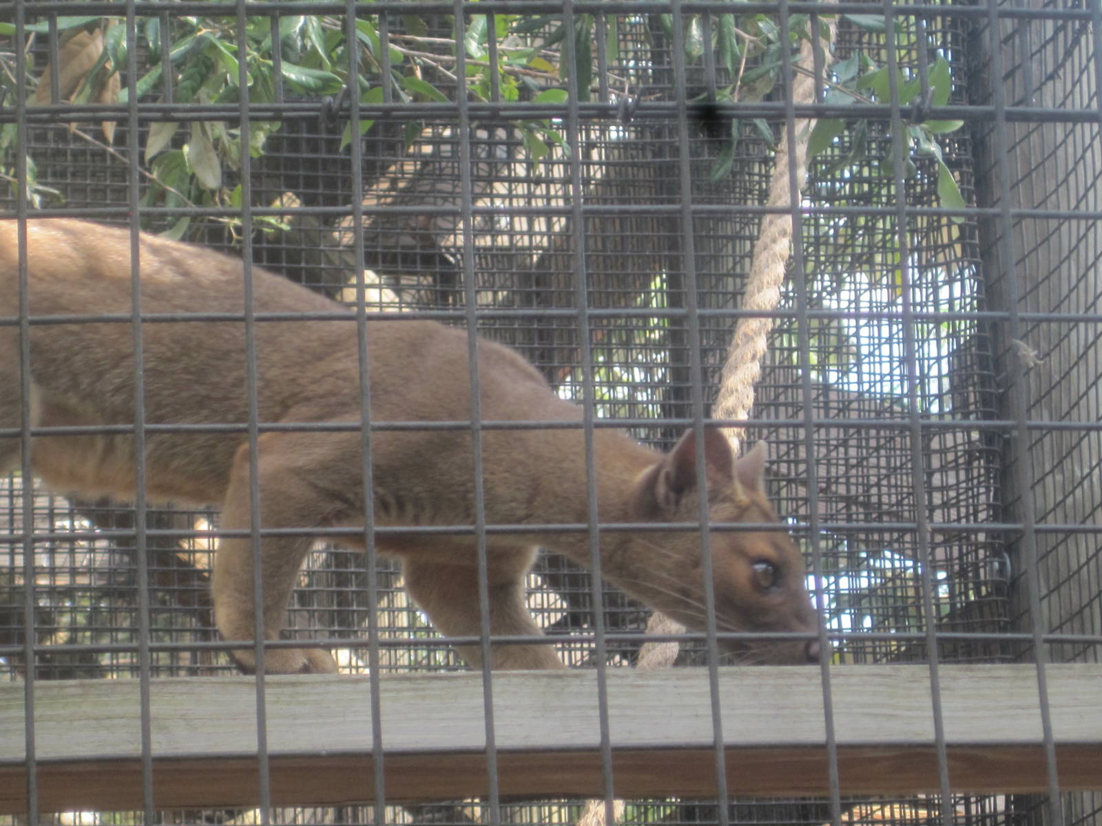 Fosas of Madagascar- Fossa Cub