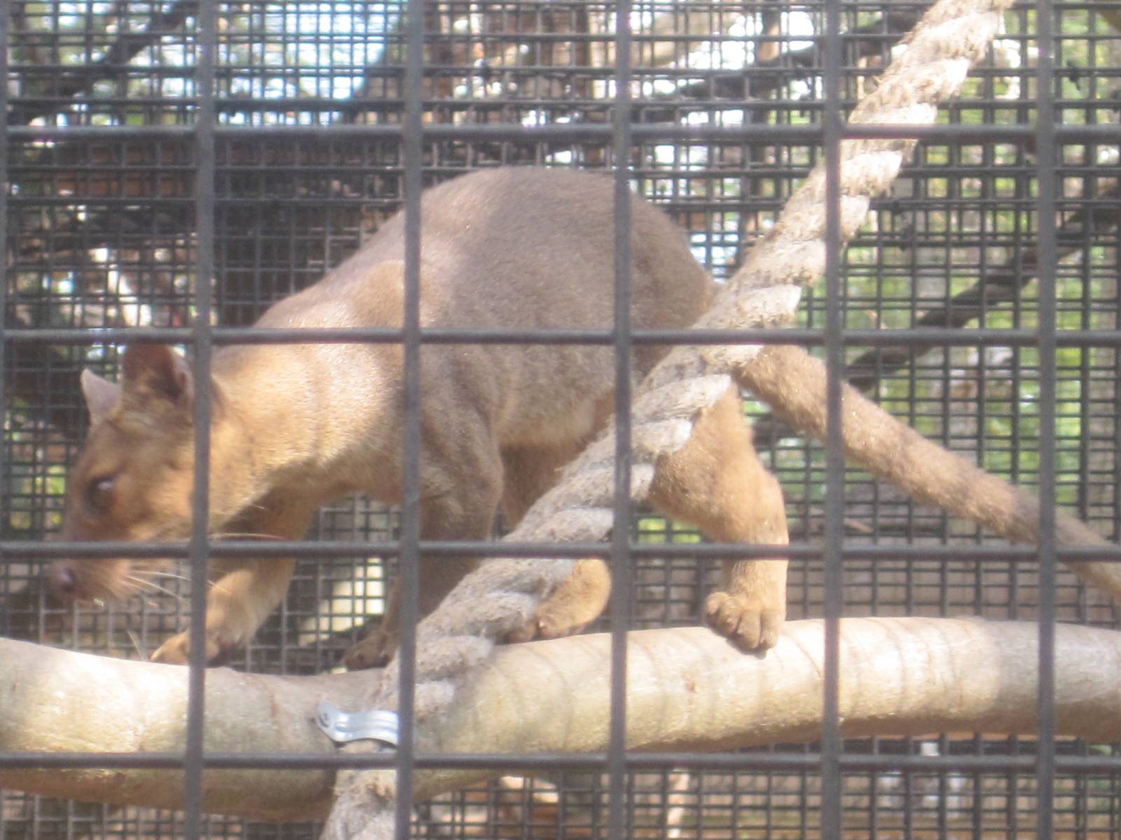 Fosas of Madagascar- Fossa Cub
