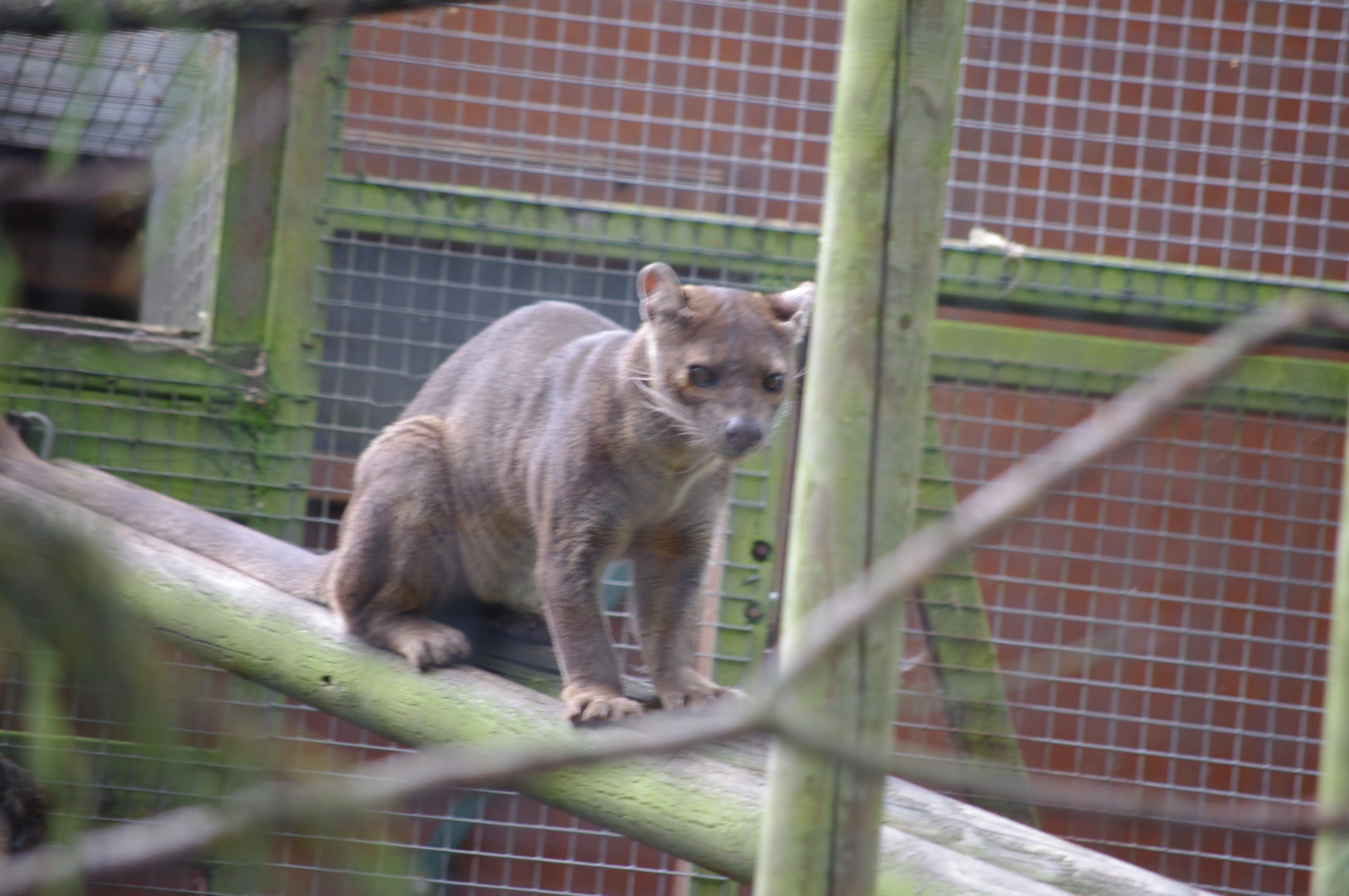 Fossa- 1/10/2023
