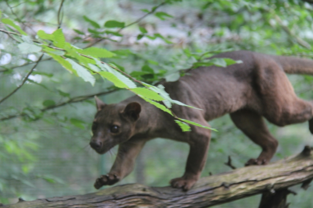 Fossa 1