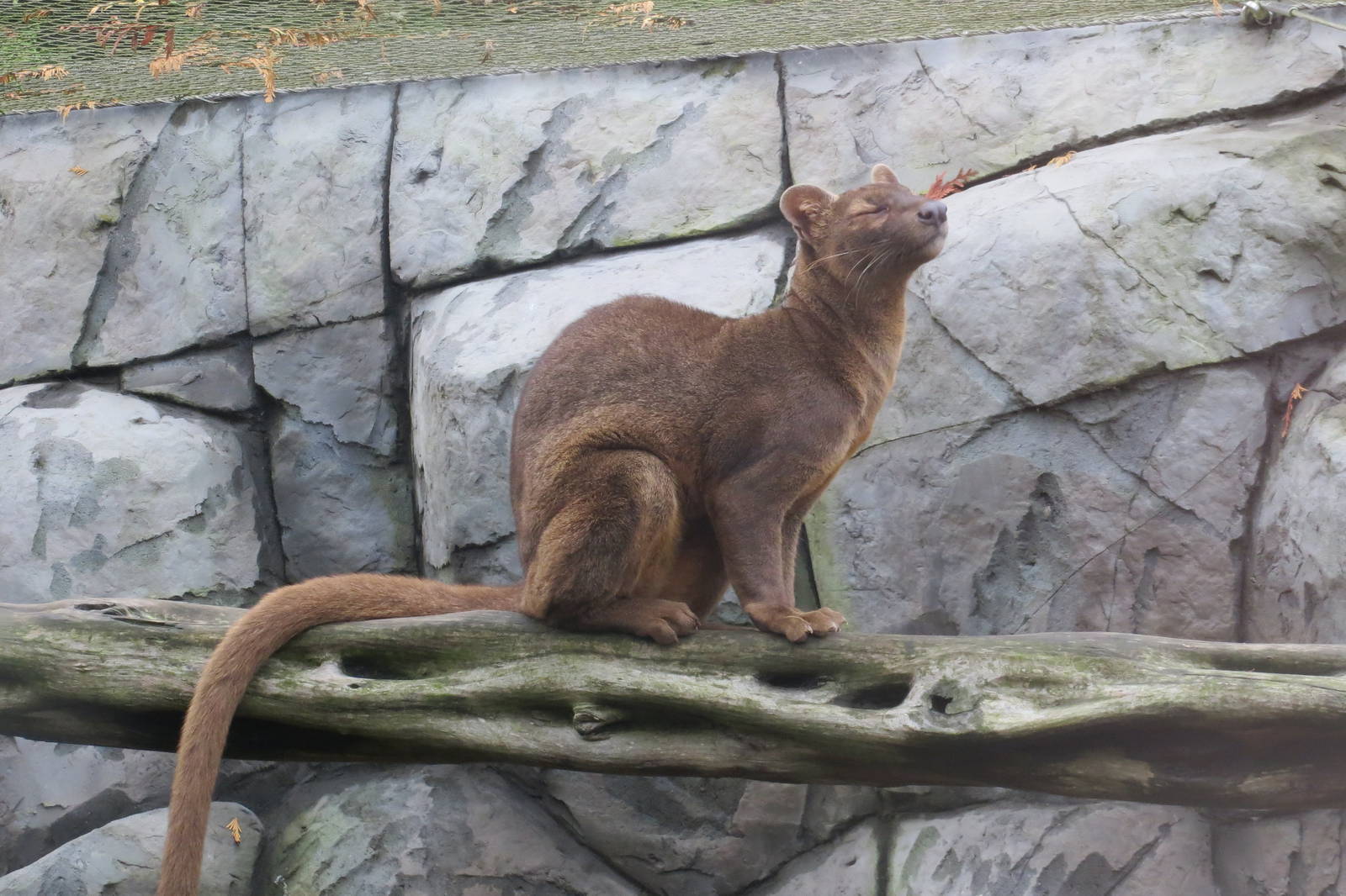 Fossa 10/14