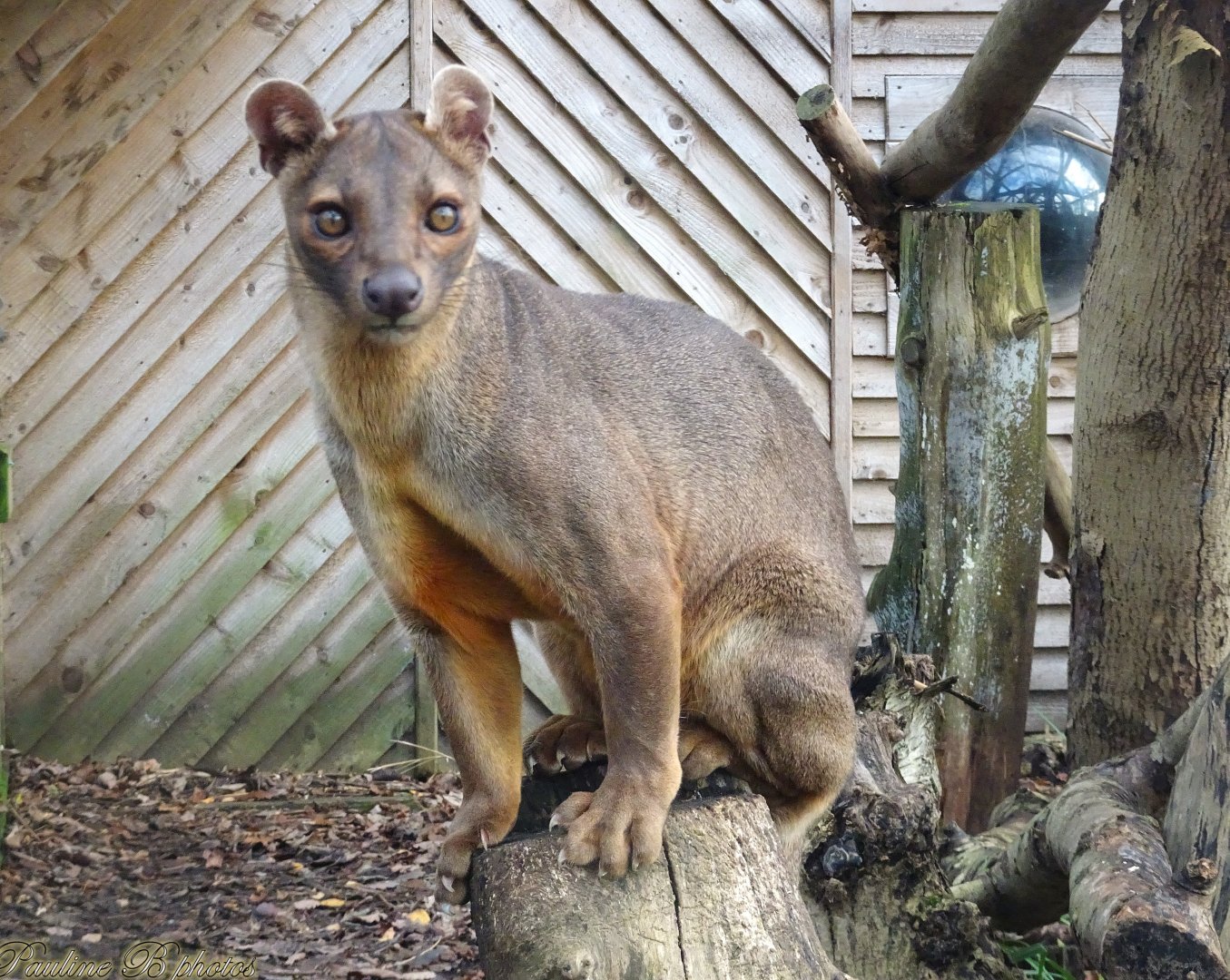 Fossa 16 November 2025
