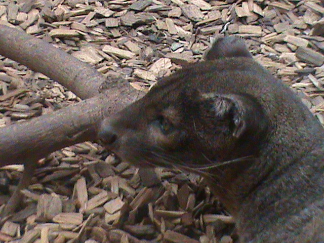 fossa 2 08/10