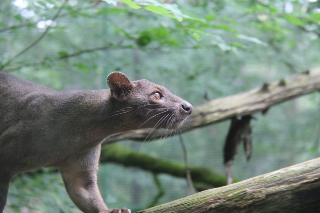 Fossa 2