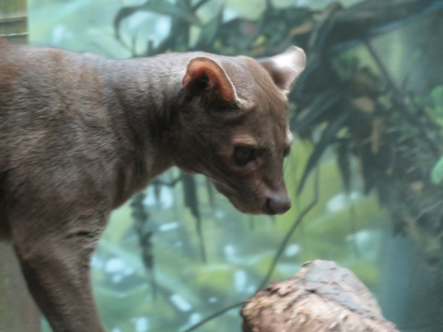 Fossa (2019)