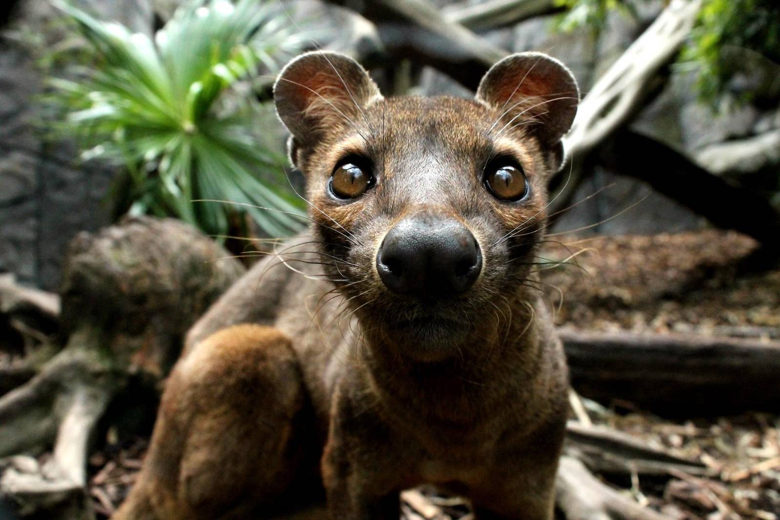 Fossa - 21st June 2015