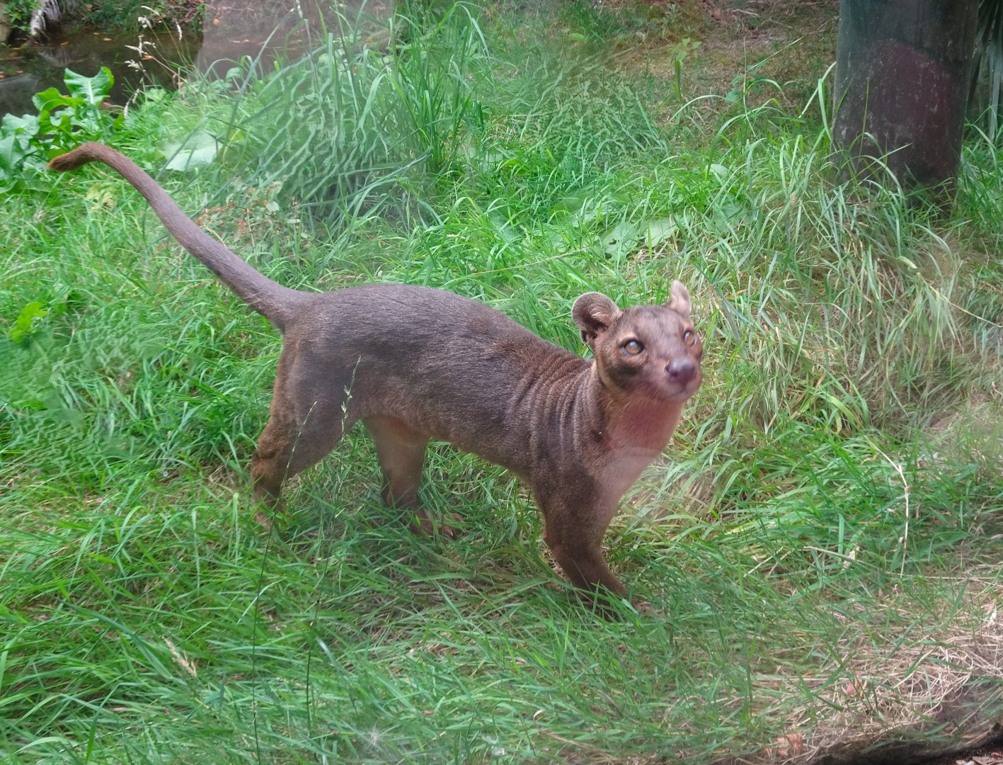 Fossa  23 August 2025