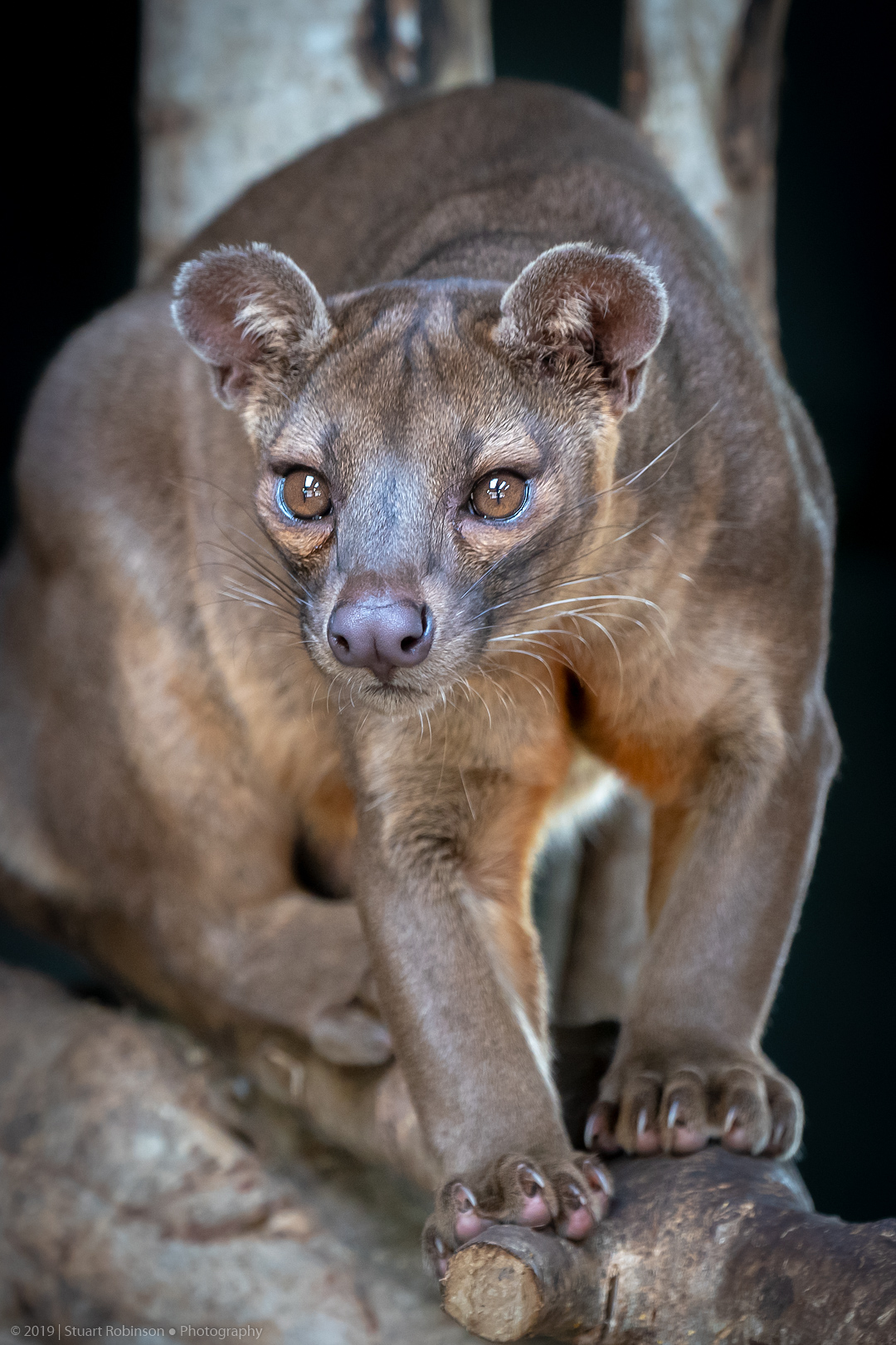 Fossa - 26/03/2019