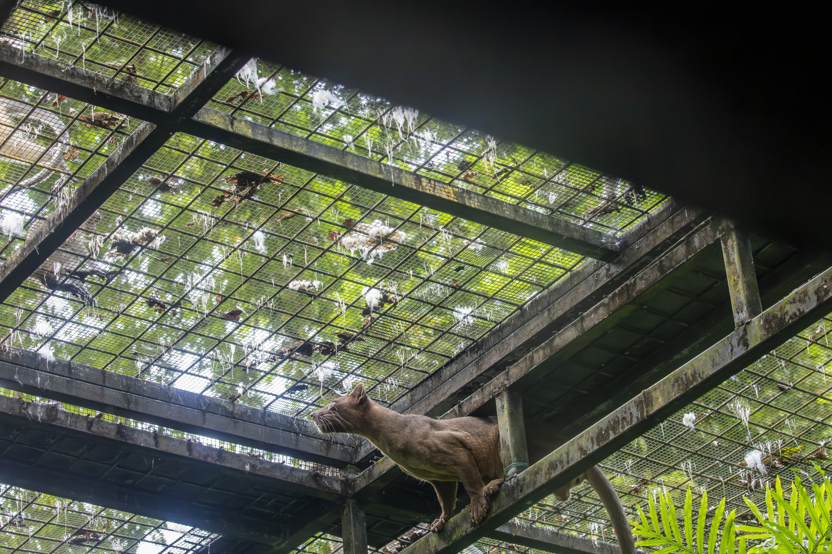Fossa and wild Crab-eating macaque
