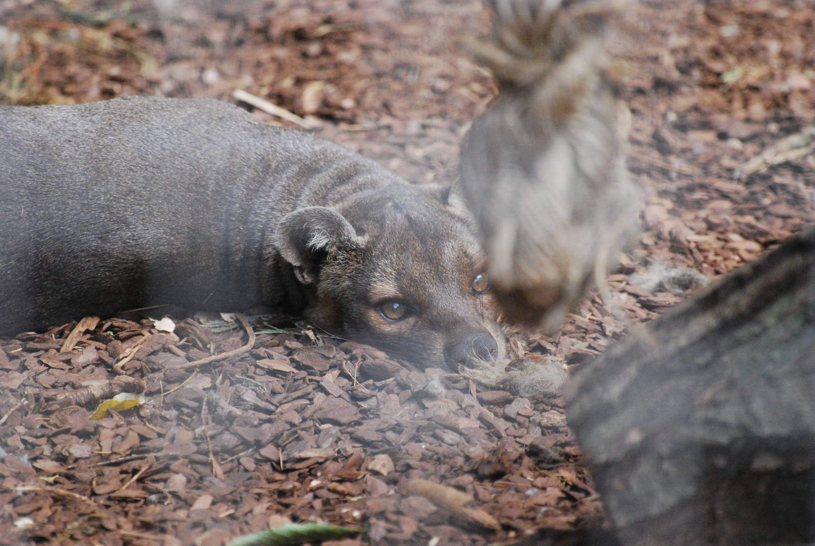 Fossa at Africa Alive!