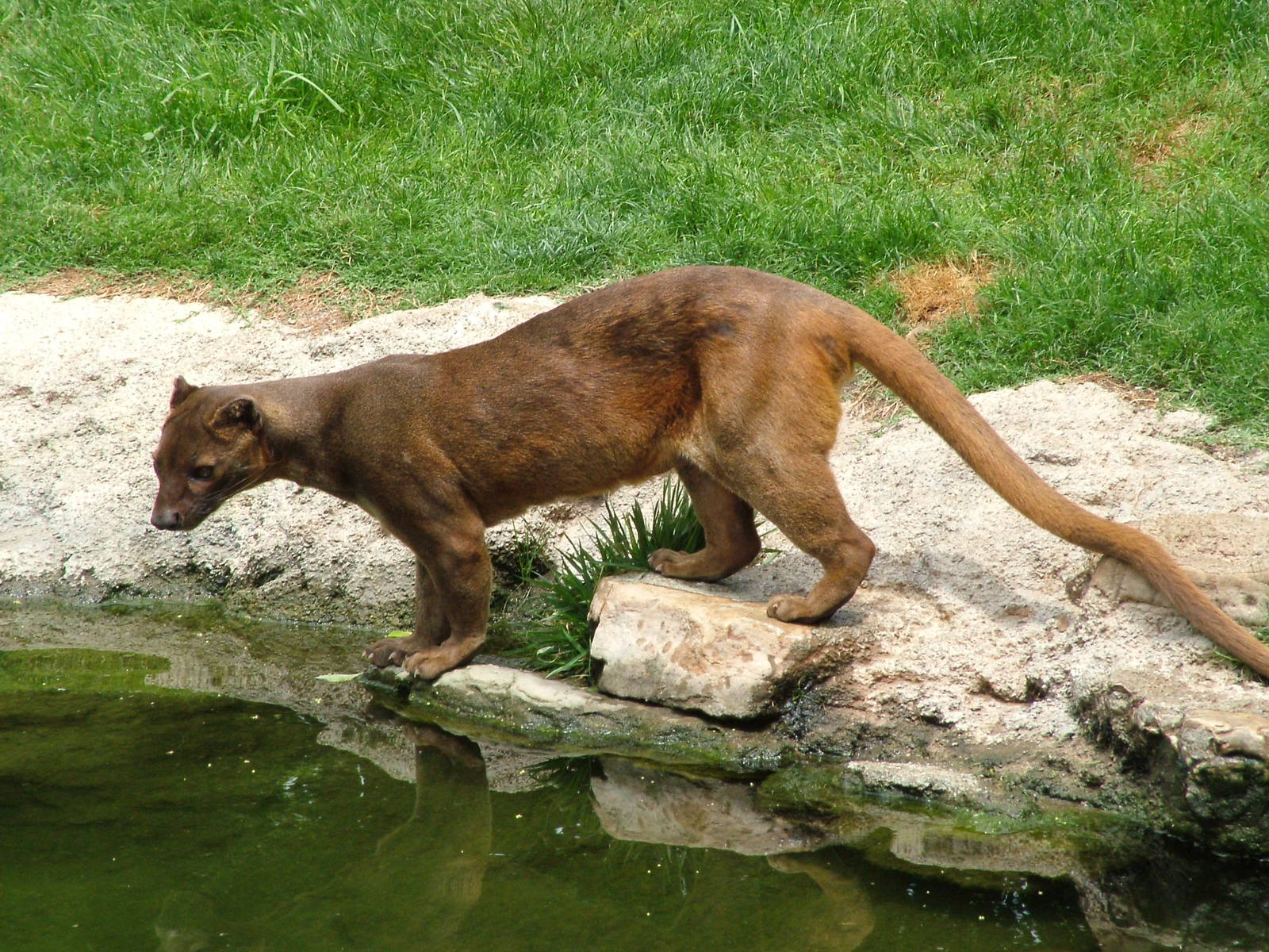 Fossa at Bioparc Valencia, 28/05/11