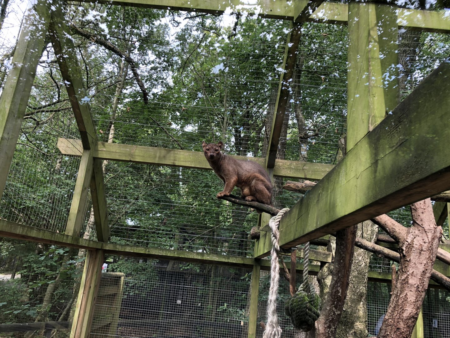 Fossa at Lakeland Wildlife Oasis (2020)