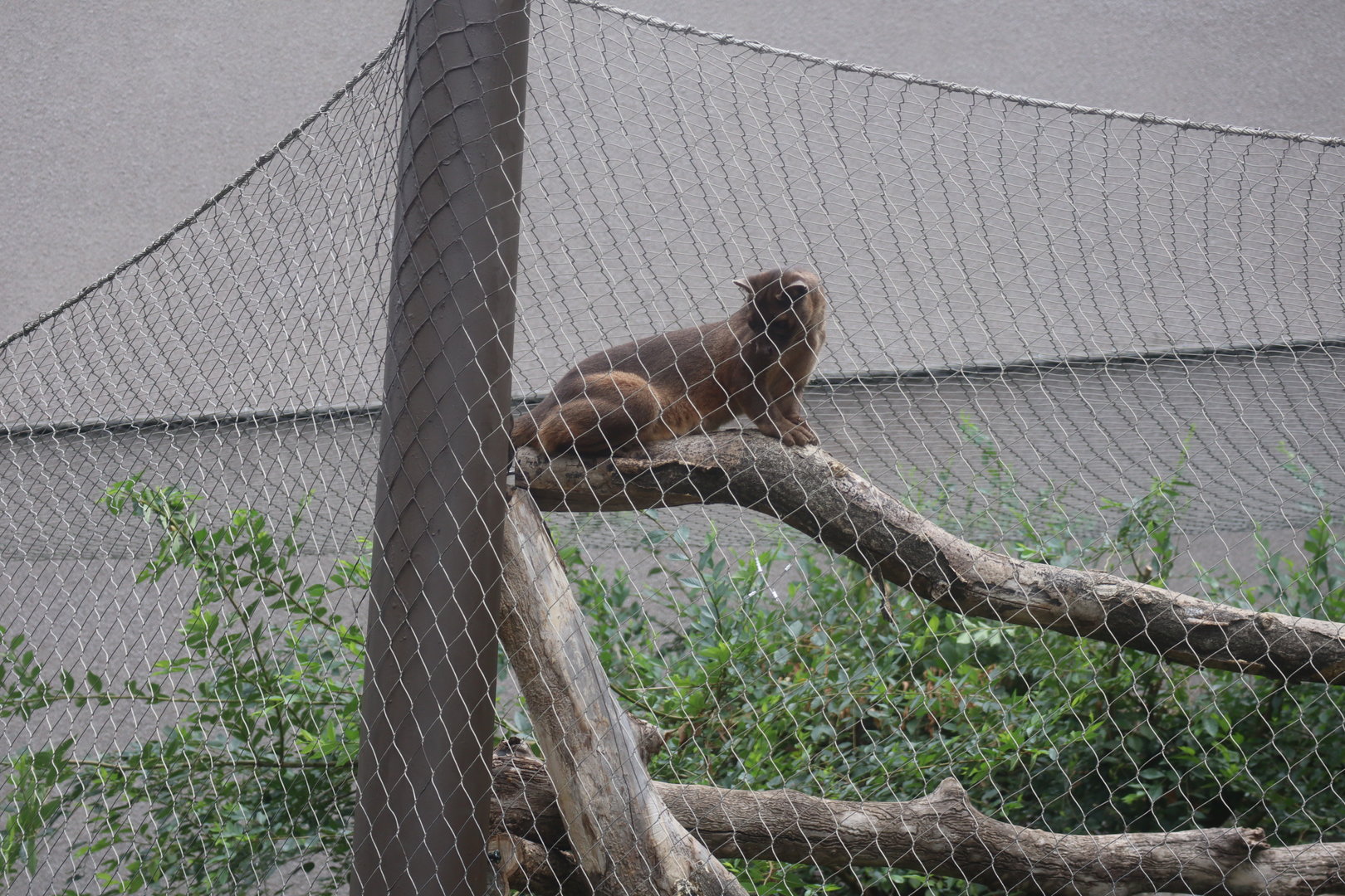Fossa at Madagascar