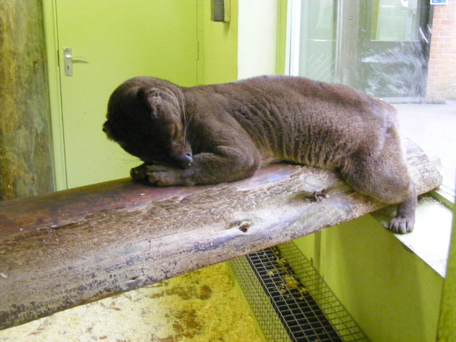 Fossa at Marwell Wildlife, 27 February 2011