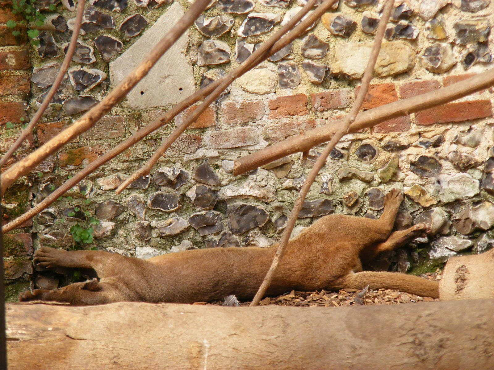 Fossa at Marwell Wildlife, 27 June 2010