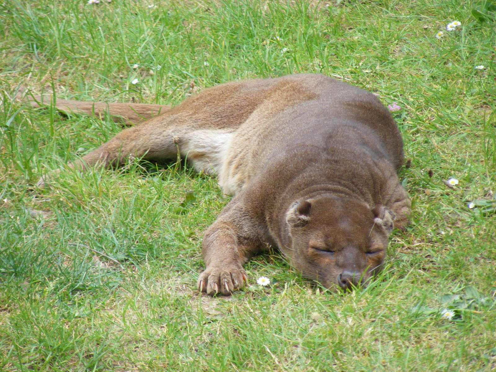 Fossa at Marwell Wildlife, 31 May 2010
