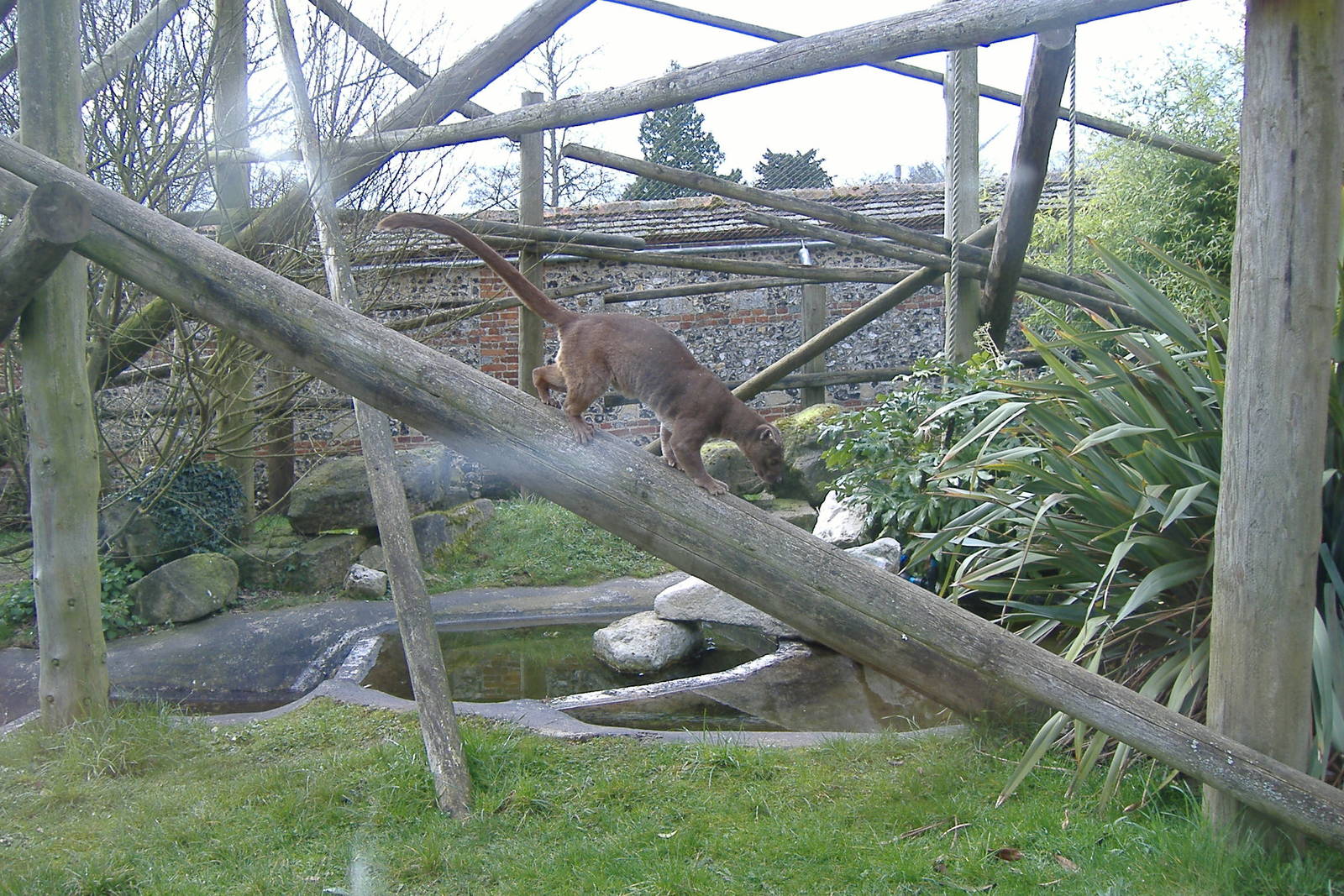Fossa at Marwell Zoo, 24 March 2008