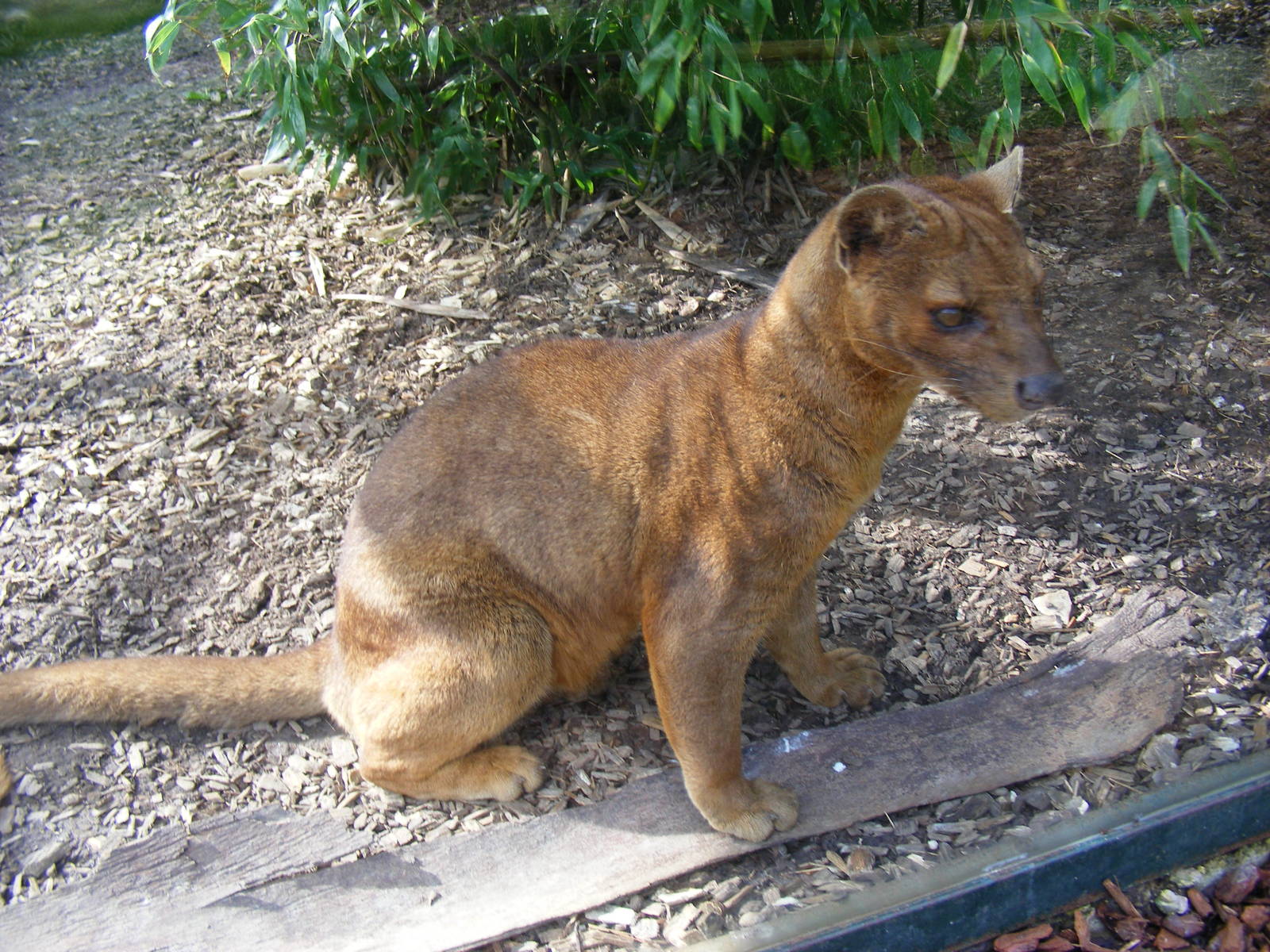 Fossa at RSCC, 2 April 2010