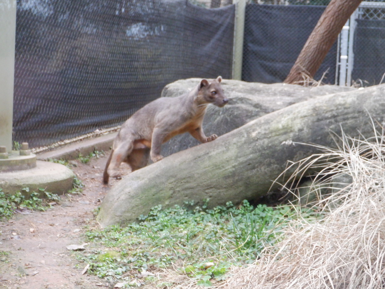 Fossa at the Greensboro Science Center
