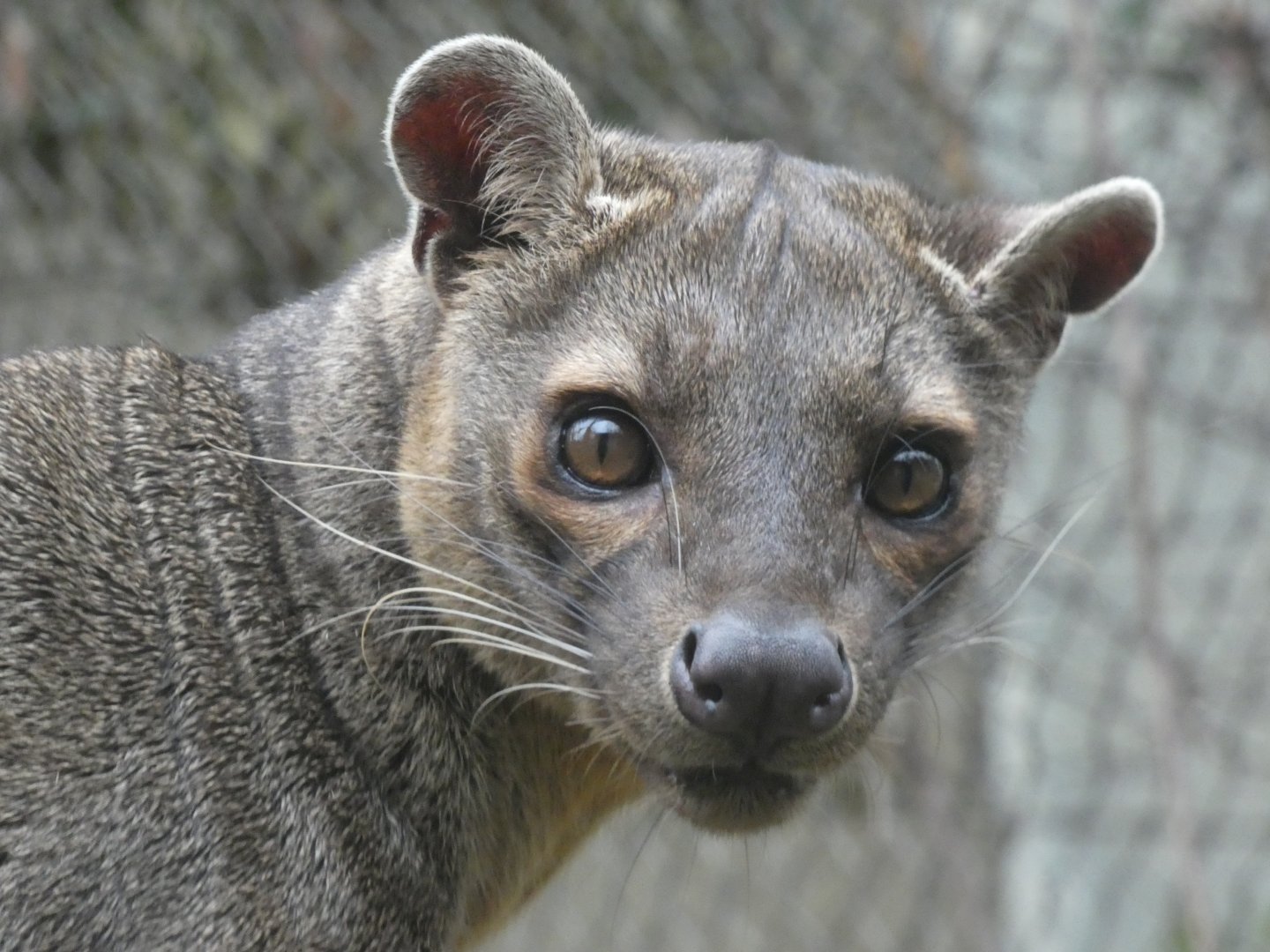 Fossa at the Greensboro Science Center