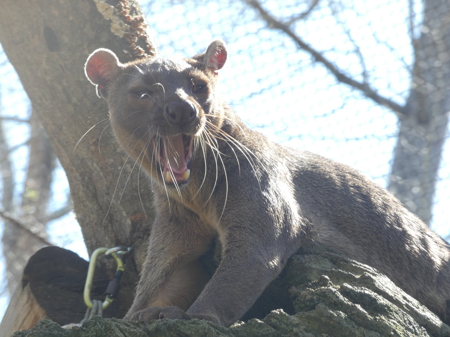 Fossa at the Greensboro Science Center
