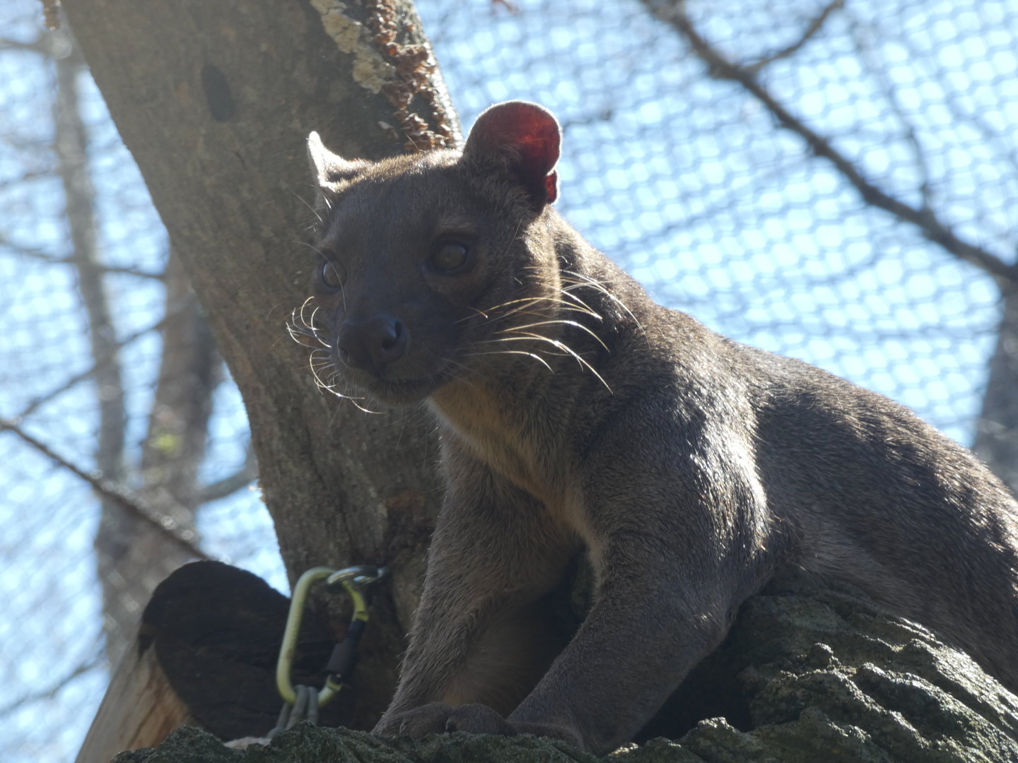 Fossa at the Greensboro Science Center