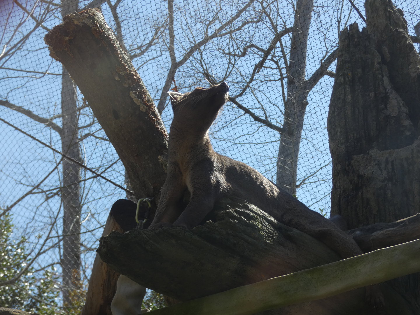 Fossa at the Greensboro Science Center