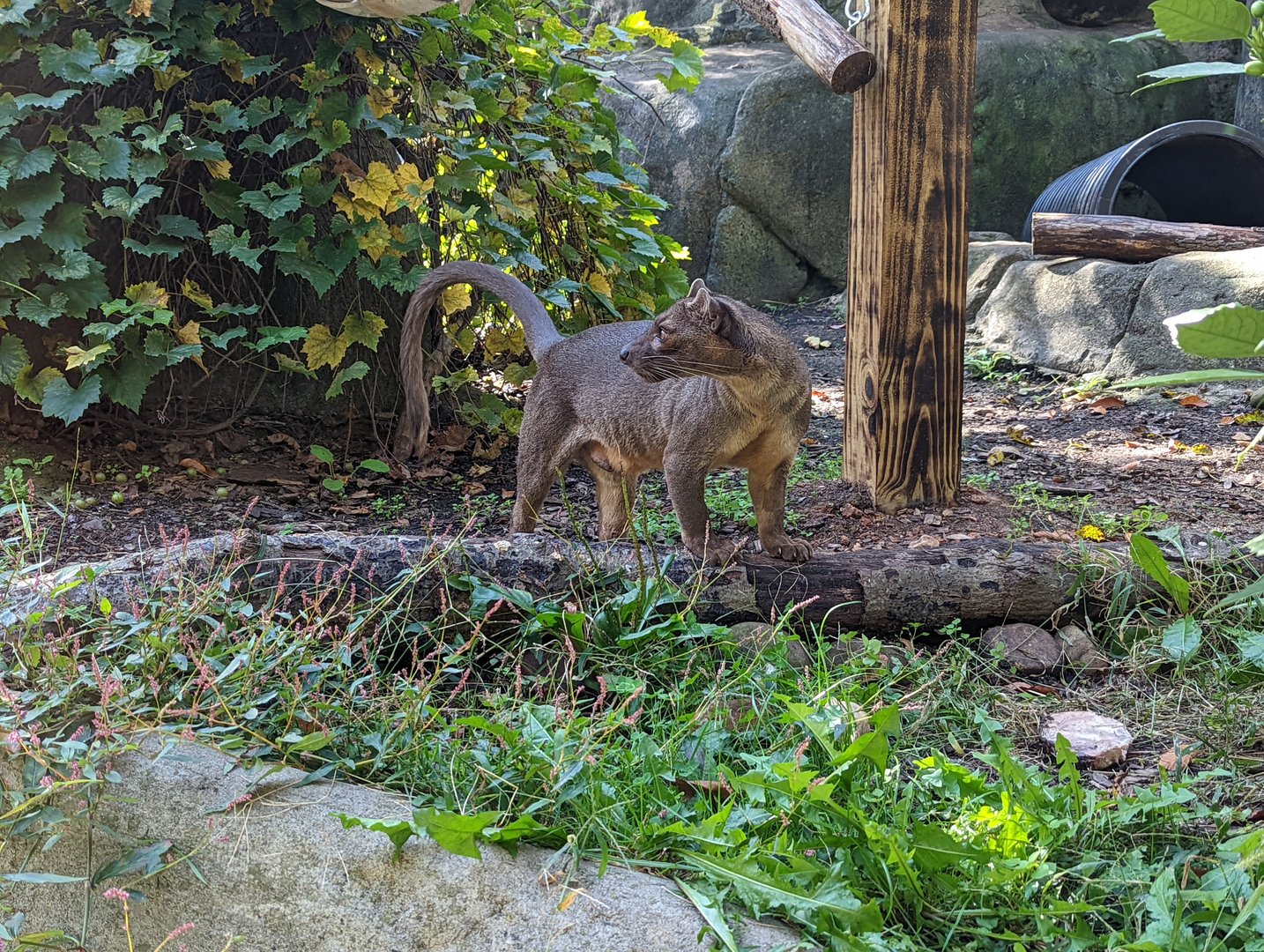 Fossa at the Greensboro Science Center