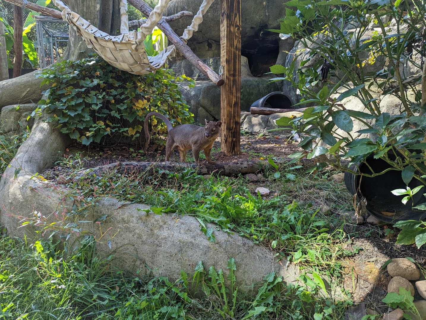 Fossa at the Greensboro Science Center
