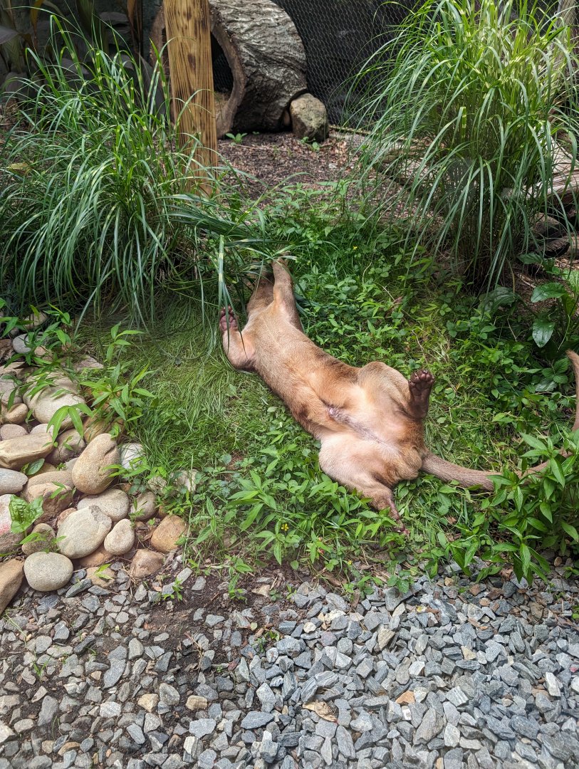 Fossa at the Greensboro Science Center